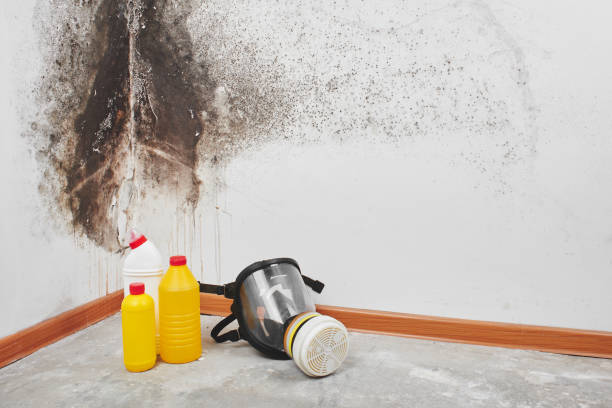 Best Certified Mold Removal  in Stamford, CT