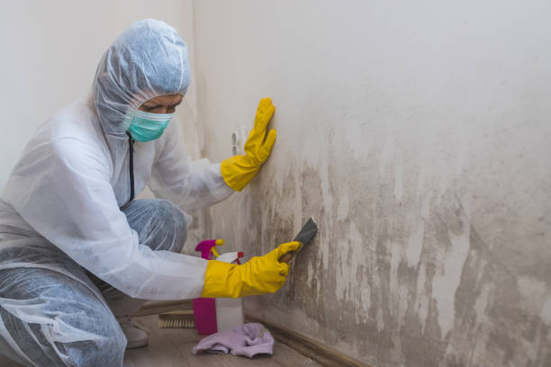 Best Mold Remediation Experts  in Stamford, CT