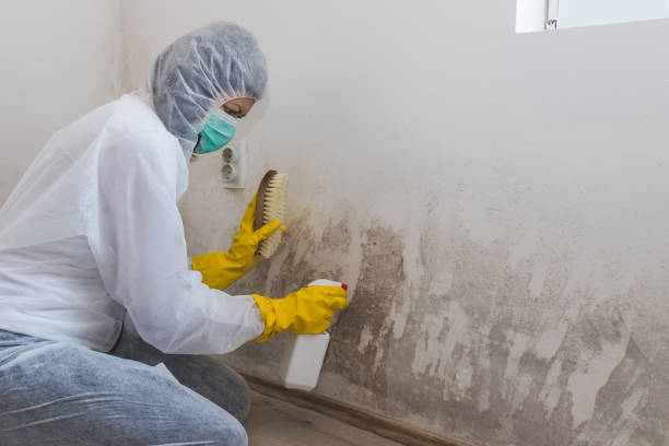 Best Mold Damage Repair  in Stamford, CT