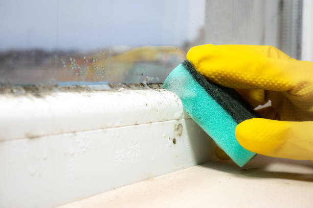 Best Affordable Mold Removal  in Stamford, CT