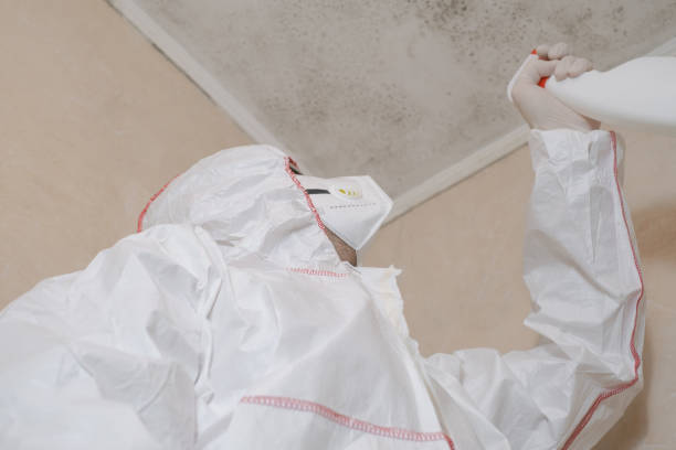 Best Attic Mold Removal  in Stamford, CT