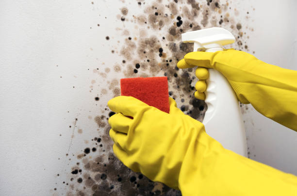 Best Fast Mold Removal  in Stamford, CT