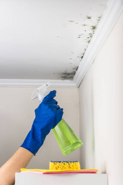 Best Mold Inspection  in Stamford, CT