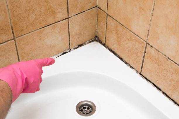 Best Commercial Mold Removal  in Stamford, CT